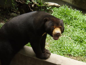 Asiatic bear