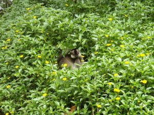 Lemur hiding!