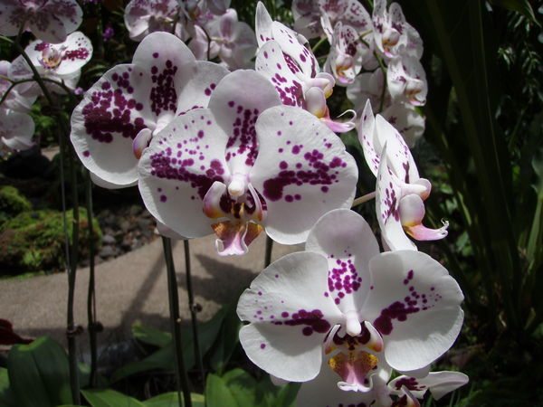 Kate's favourite orchid