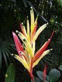 Parrot heliconia