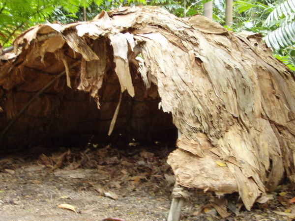 Aboriginal rainforest shelter