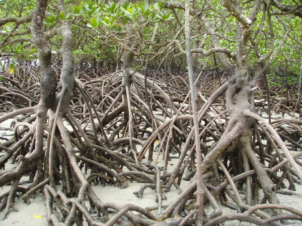 Mangrove buttress roots | Photo