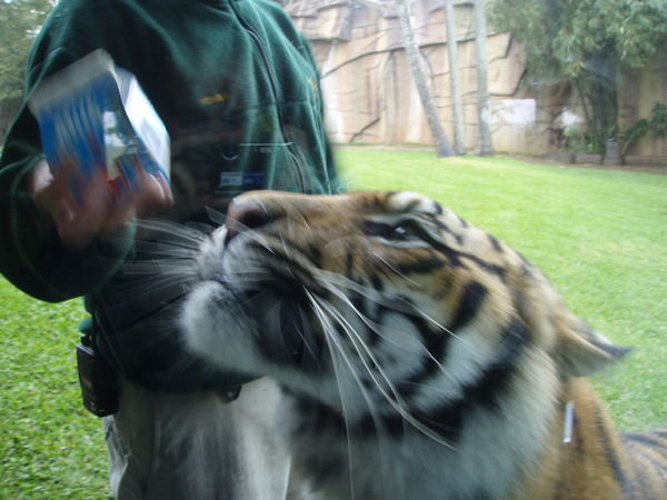 Tiger drinking milk