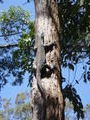 Monitor lizard up a tree