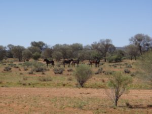 Wild horses in the outback.