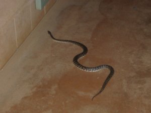 The evil python