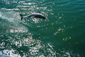 A Dolphin at mandura