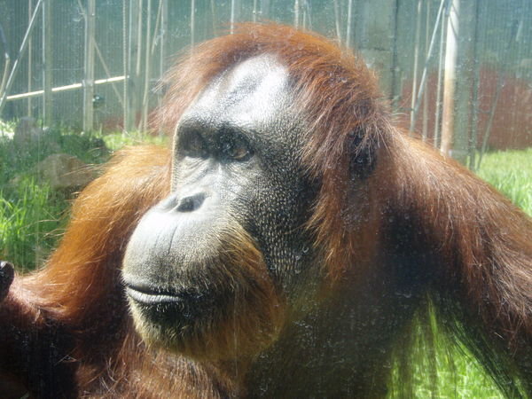 Mr Orangutan