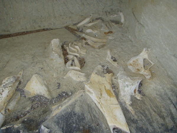 Whale bone fossil