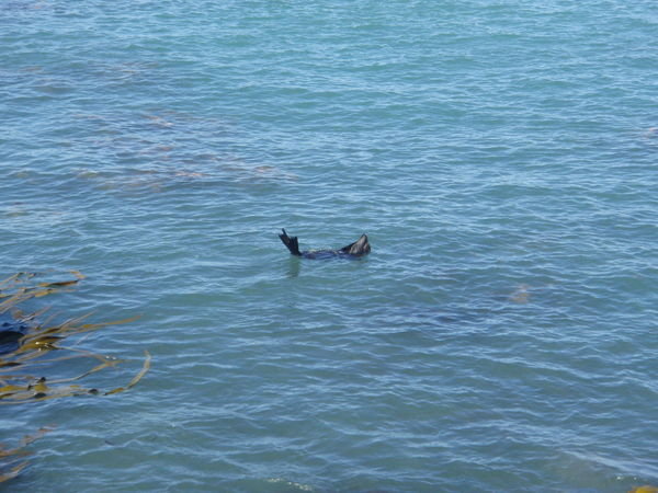 NZ fur seal playing 