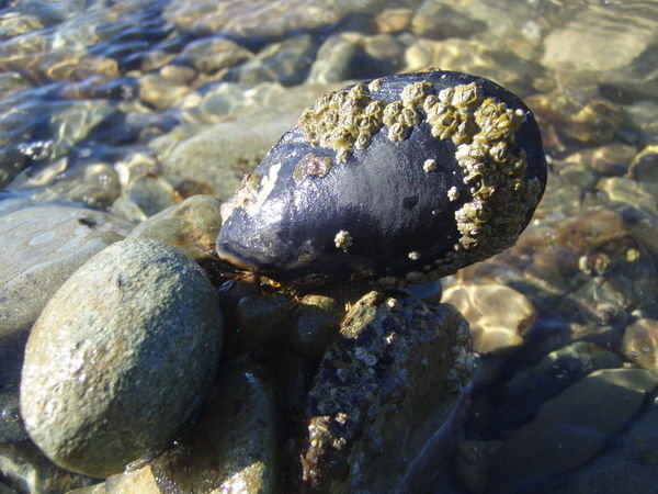 Huge mussels for tea @ Whatamango Bay