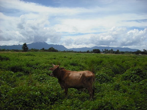 Fijian Highlands