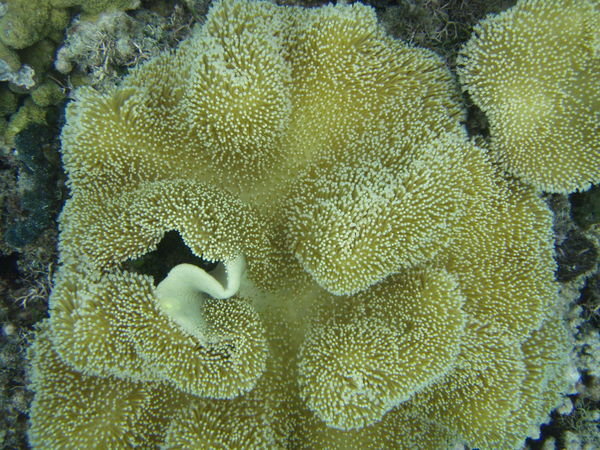 Nice coral