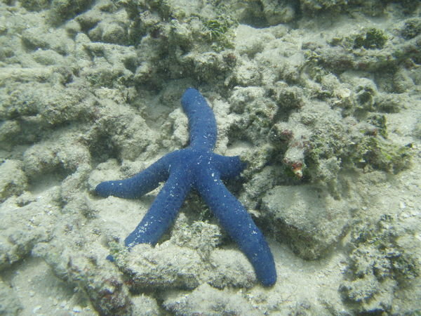 Big fat blue starfish