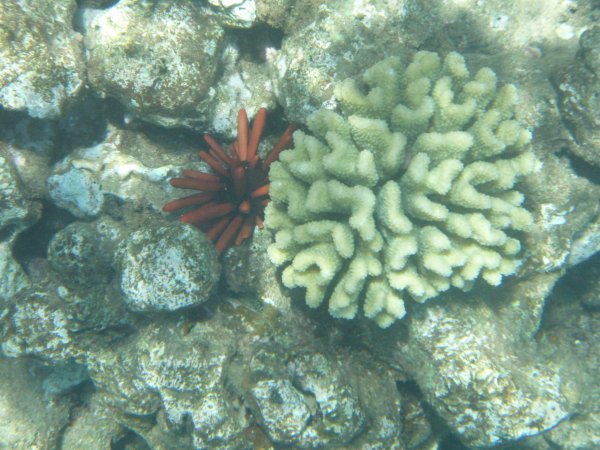 Reef at Shark Fin Rock