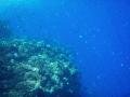 Shark fin reef