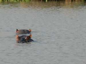 2 hippos in one