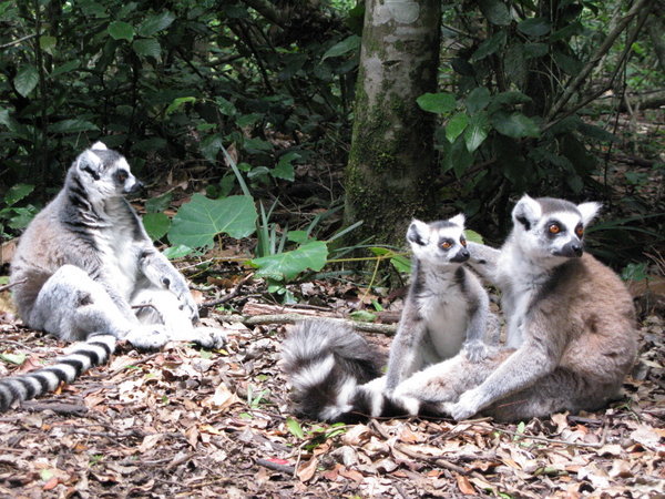 Lemurs!