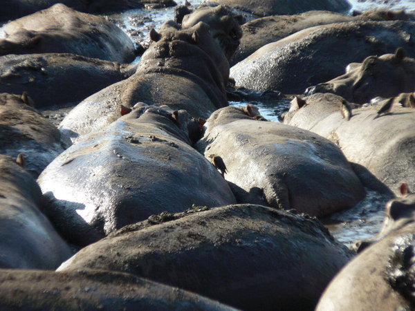 A Huddle of Hippos!