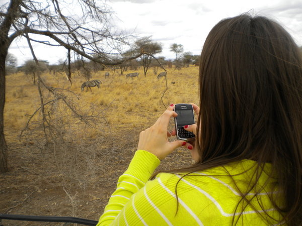 Documenting the First Zebras
