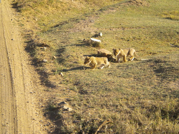 Lion Cubs!