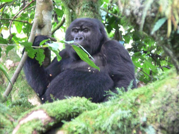 Mama Gorilla