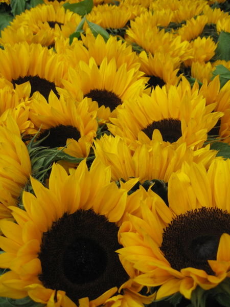 15 sunflowers for 5euro