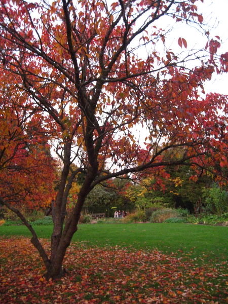 Autumn colours in Regents Park