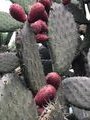 Cacti with prickly pears