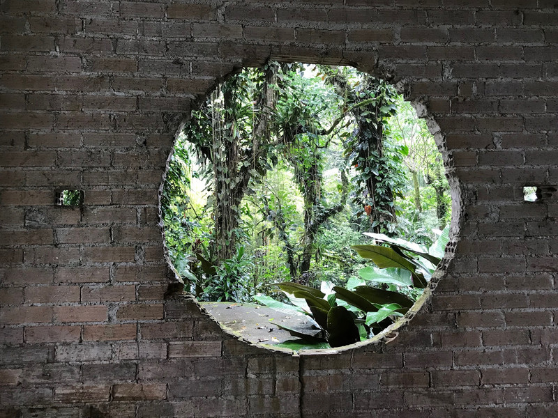 Rain forest through the round window