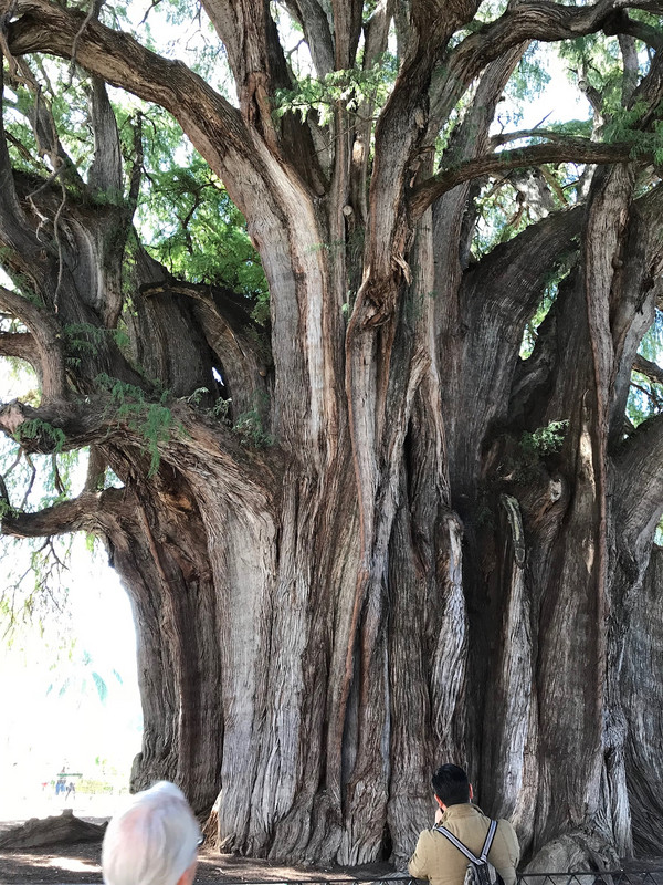 El Tule - 2000 year old tree