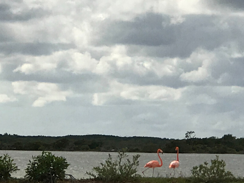 Flamingos strutting
