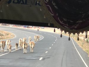 Cows on the highway 