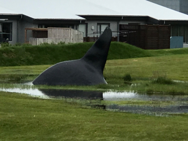A whale in the grass 
