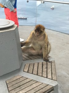 Ape on skywalk