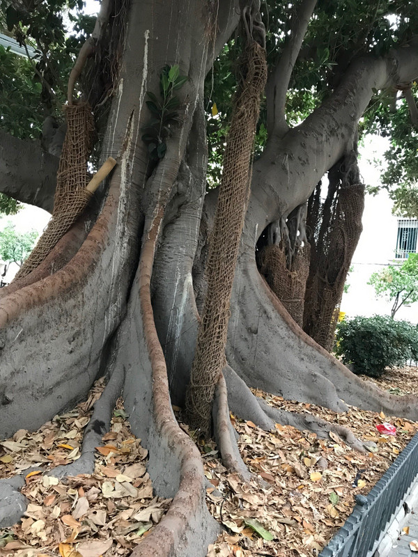 Massive tree! 