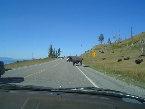 bison on road in yellowstone