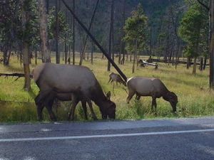 elk near road
