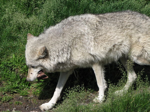 Wolves at Yellowstone