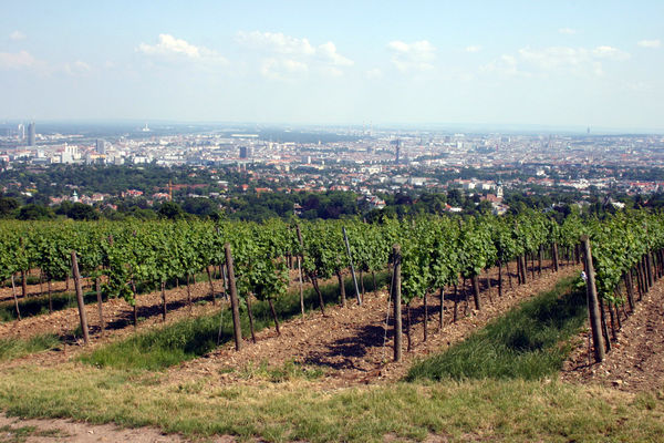 Vineyards over Vienna