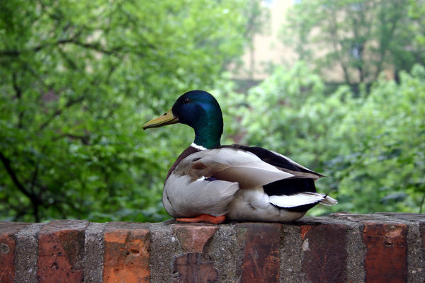 Duck on a Wall