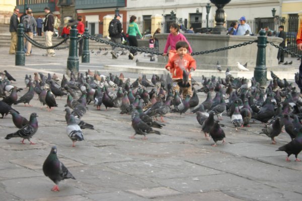 Boy playing with the pigeons