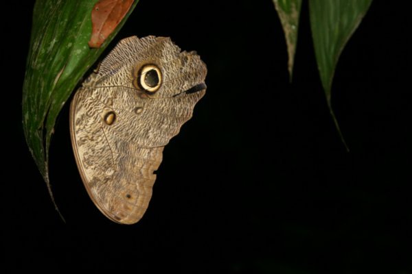 Owl Butterly