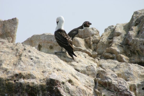 Ballestas Islands