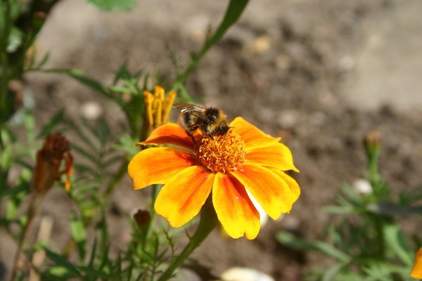 Bee in Princes Garden