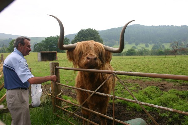 Hamish, a Highland Coo (Cow)
