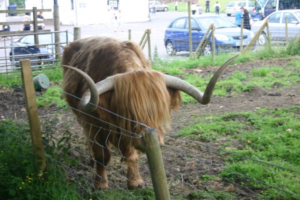 Hamish, a Highland Coo (Cow)