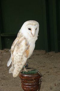 Cardiff Castle Falconry Demonstration