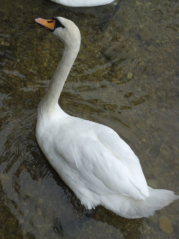 Swan at Linderhof Palace