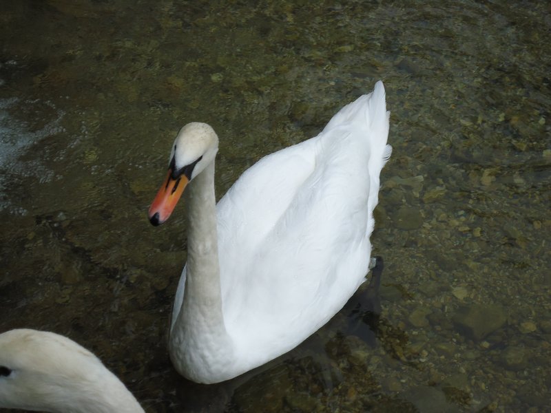 Swan at Linderhof Palace